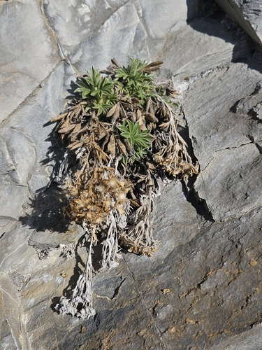 Image of Potentilla caulescens by (c) Alessia Guggisberg, some rights reserved (CC BY-SA)