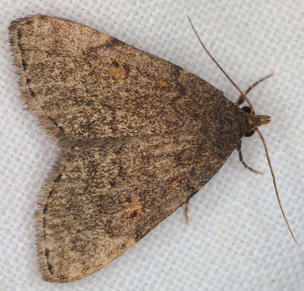 Idia suffusalis