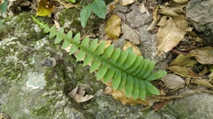 Polypodium plesiosorum