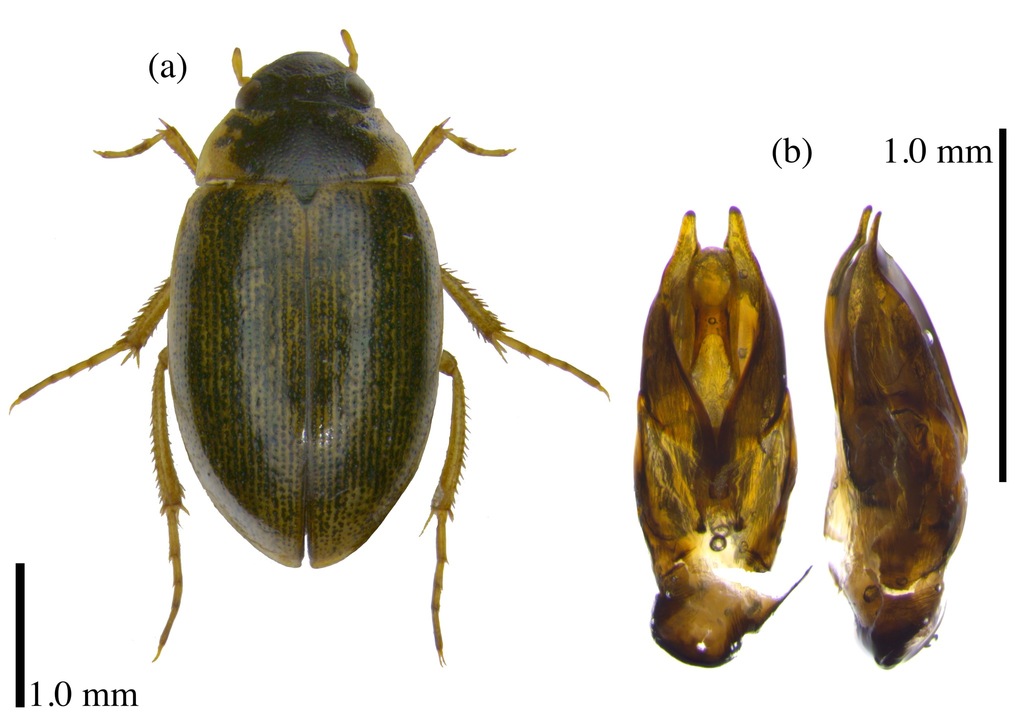 Laccobius hindukuschi