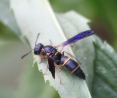 Parancistrocerus histrio