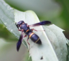 Parancistrocerus histrio