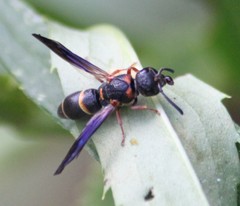 Parancistrocerus histrio