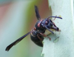 Parancistrocerus histrio