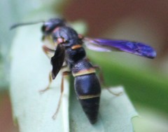 Parancistrocerus histrio