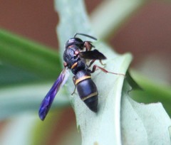 Parancistrocerus histrio