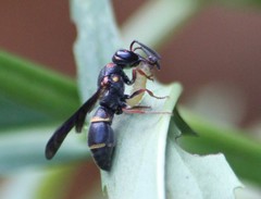 Parancistrocerus histrio