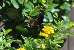 Papilio polyxenes