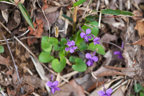 Image of Viola phalacrocarpa by (c) WATANABE Hitoshi 渡辺仁, some rights reserved (CC BY)