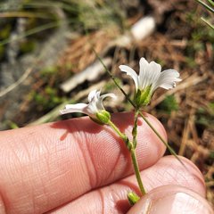 Cerastium nutans