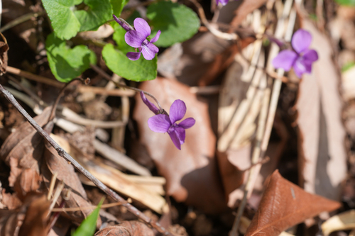Image of Viola phalacrocarpa by (c) WATANABE Hitoshi 渡辺仁, some rights reserved (CC BY)