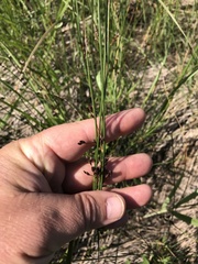 Juncus balticus littoralis