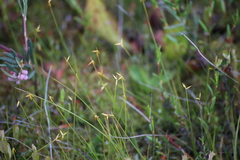 Carex pauciflora