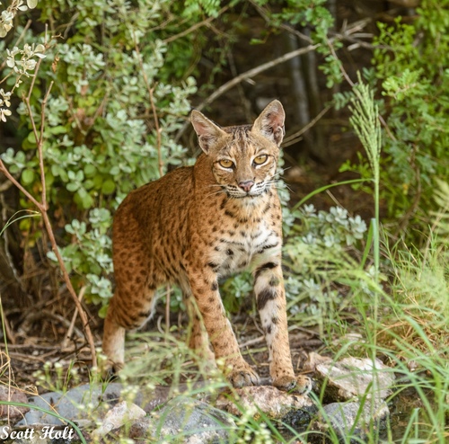 Bobcat photographed in Texas
