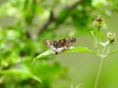Noctuana lactifera bipuncta