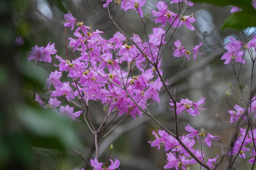 Japanese Azalea (Rhododendron dilatatum)