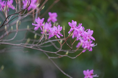 Rhododendron dilatatum, photograph (c) WATANABE Hitoshi 渡辺仁, some rights reserved (CC BY)