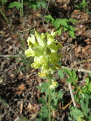 Oxytropis campestris
