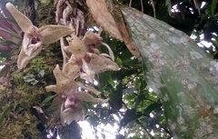 Stanhopea