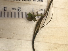 Potamogeton hillii