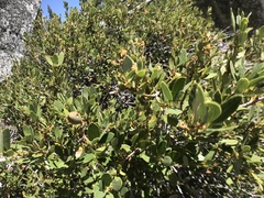 Quercus vacciniifolia