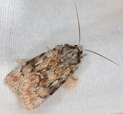 Setagrotis pallidicollis