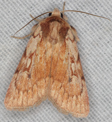 Setagrotis pallidicollis