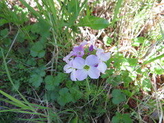 Cardamine polemonioides