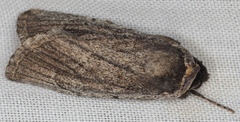 Sympistis astrigata