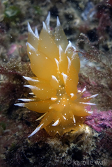 Dirona pellucida