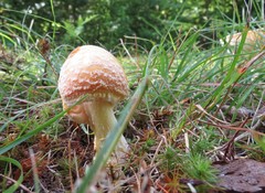 Amanita wellsii