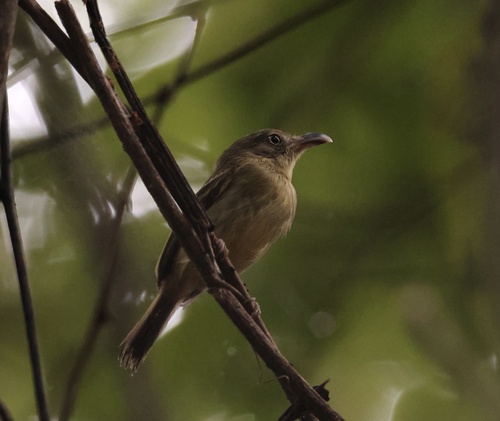 Southern Bentbill (Oncostoma olivaceum), photo 3