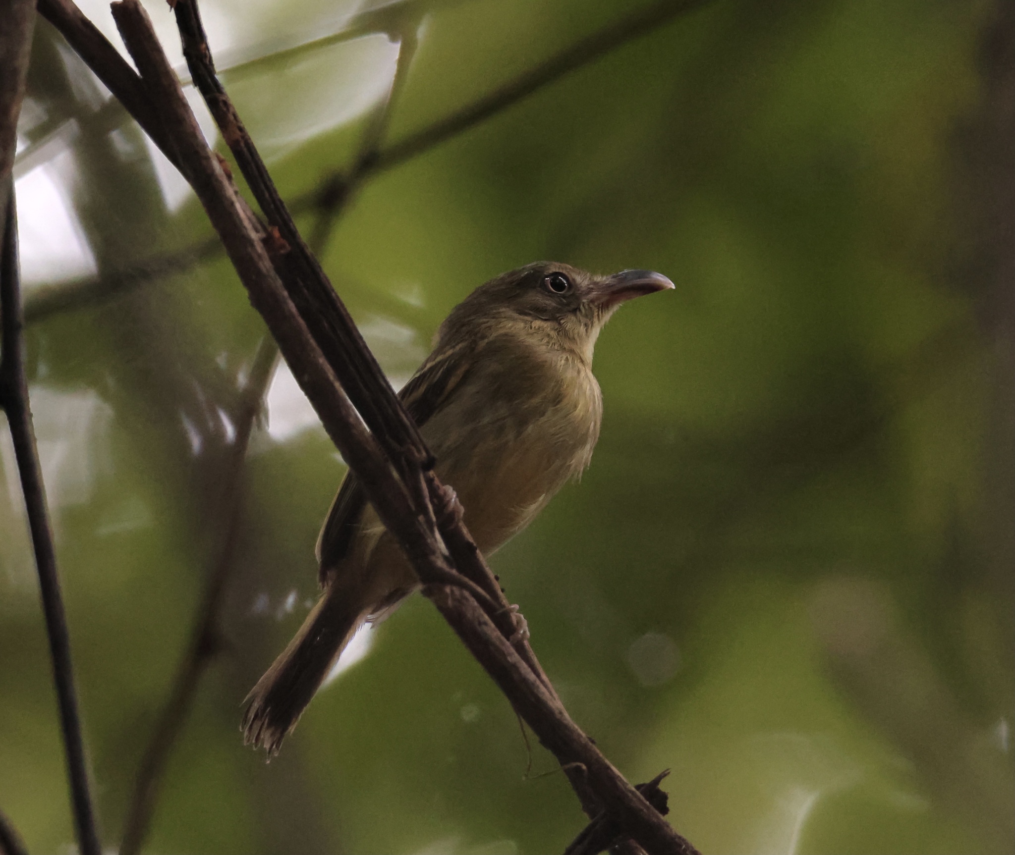 Southern Bentbill (Oncostoma olivaceum), photo 3