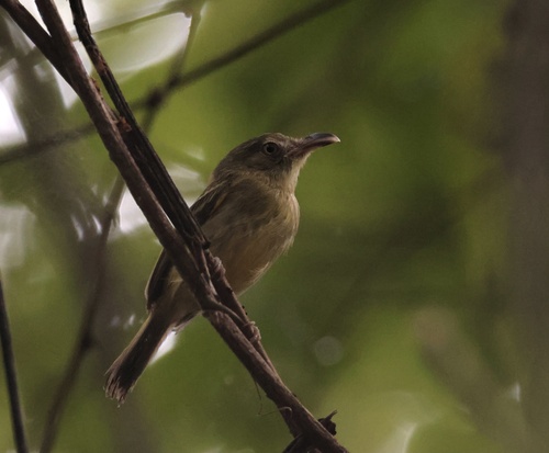 Southern Bentbill (Oncostoma olivaceum), photo 4