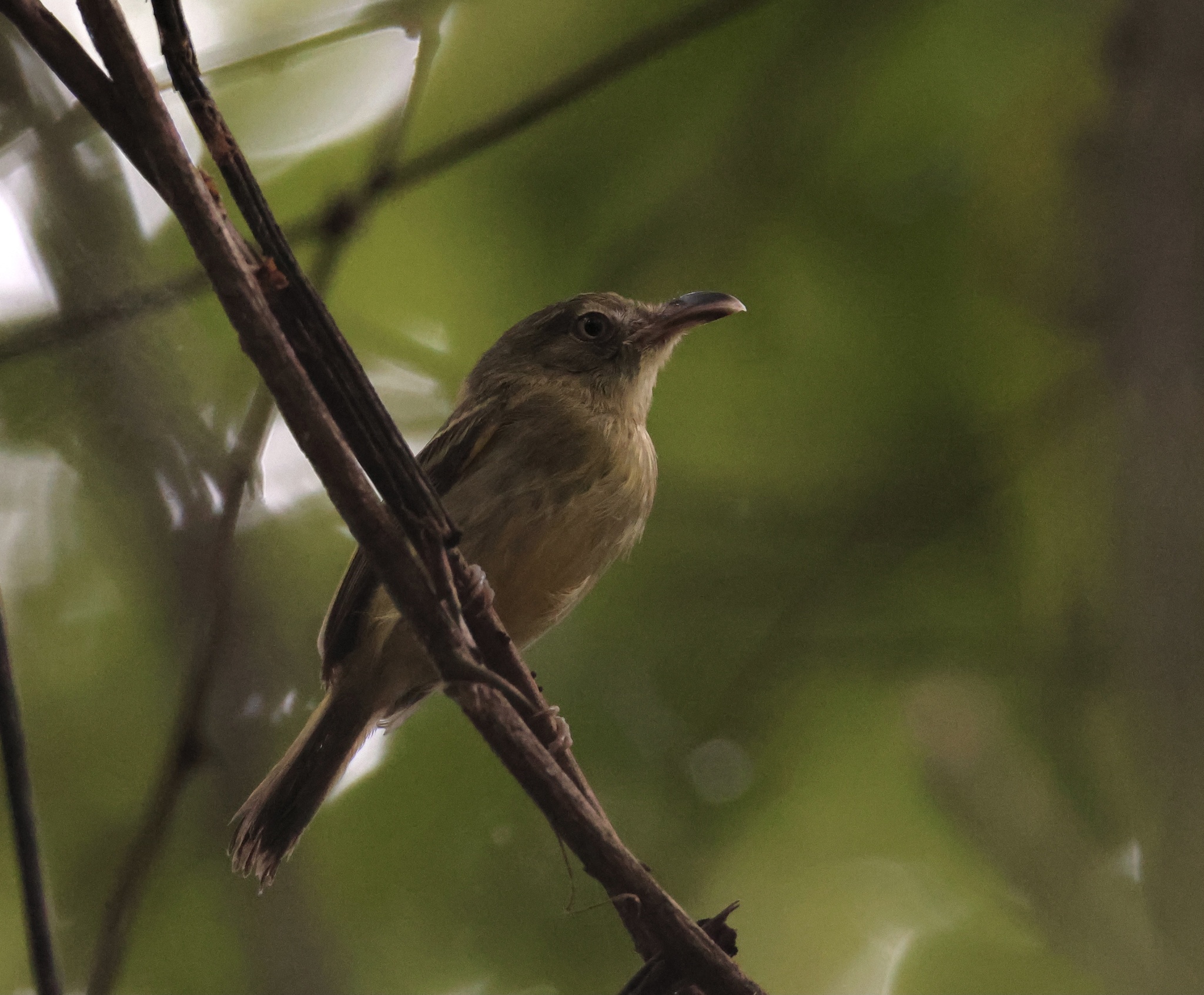 Southern Bentbill (Oncostoma olivaceum), photo 4