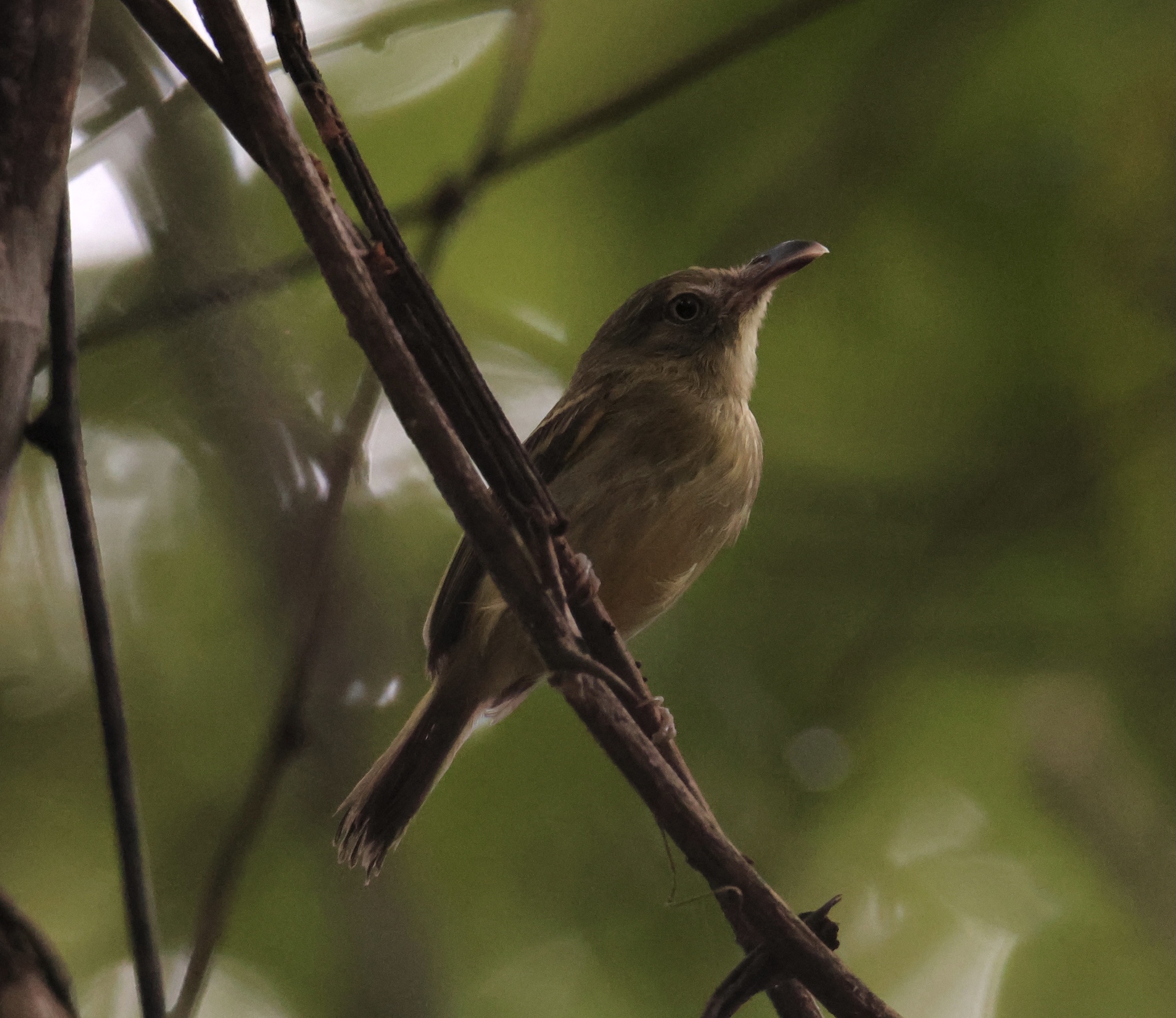 Southern Bentbill (Oncostoma olivaceum), photo 5