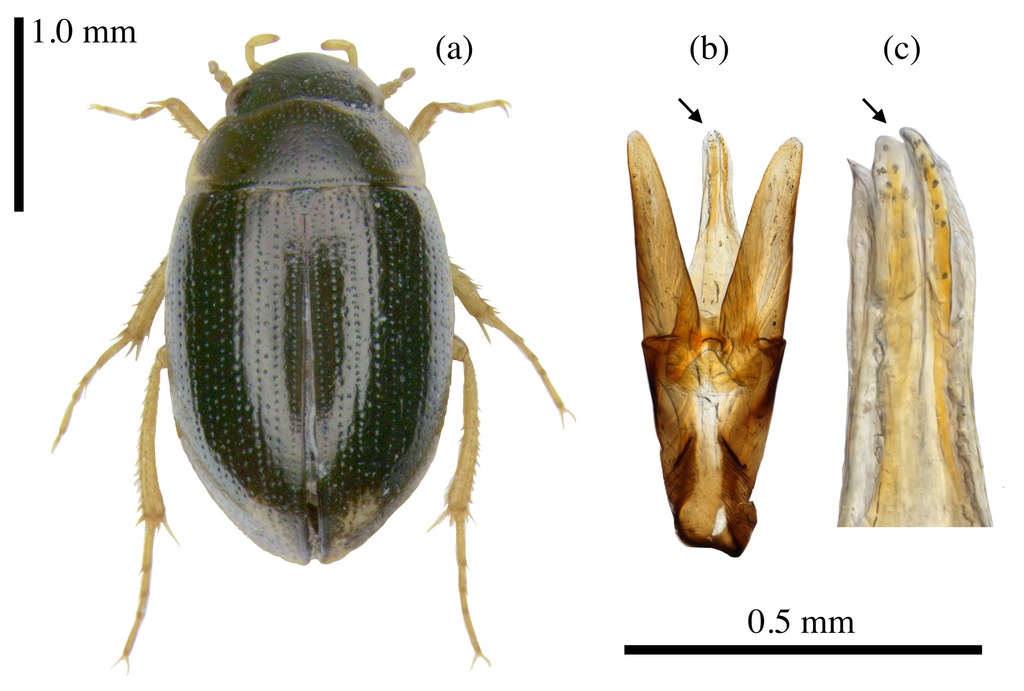 Laccobius alternus