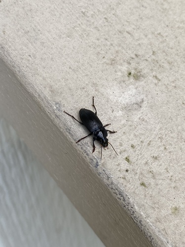 Two-marked harp ground beetle photo 3