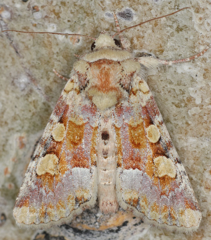 Violet Brocade Moth