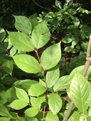 Calycanthus floridus glaucus