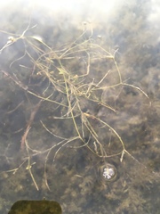Potamogeton hillii