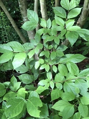Calycanthus floridus glaucus