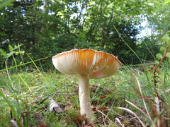 Amanita wellsii