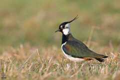 Northern Lapwing photo 3