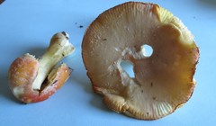 Amanita wellsii