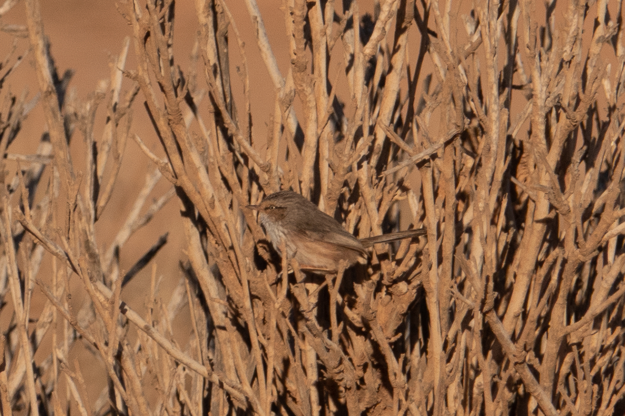Scrub Warbler (Scotocerca inquieta)