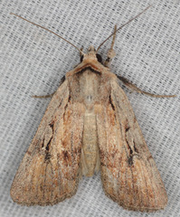 Setagrotis pallidicollis