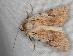 Setagrotis pallidicollis