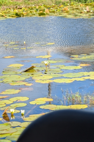 Image of Nymphaea pulchella by (c) Alan Prather, some rights reserved (CC BY)