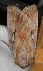 Setagrotis pallidicollis